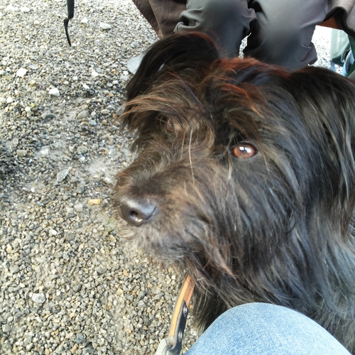 Hundetreffen 2014 im Allgäu (23)